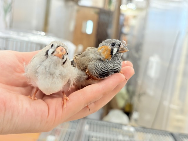 【最新画像更新🪄もうすぐひとり餌☆】食欲旺盛☆ぱやぱやコンビ🐣💖ジャンボキンカチョウ ヒナ ジャンボキンカチョウ