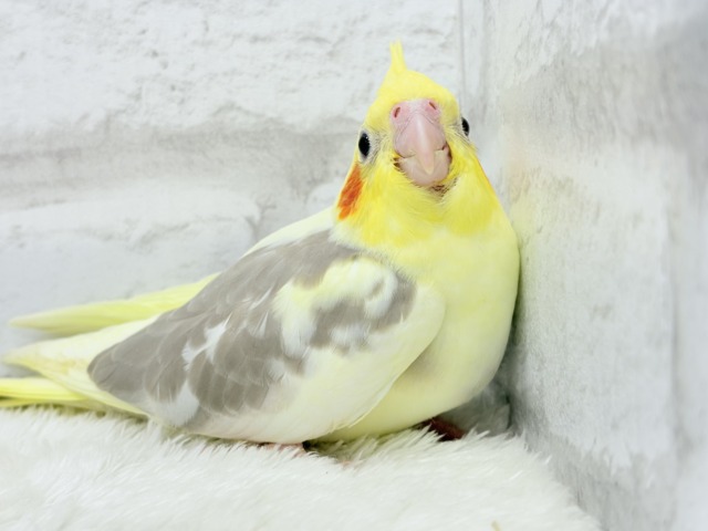 【最新画像更新🪄】ふんわりもちもち♡オカメインコ(シナモンパイド) ヒナ オカメインコ
