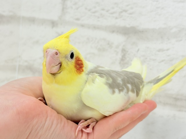 【最新画像更新🪄】ふんわりもちもち♡オカメインコ(シナモンパイド) ヒナ オカメインコ