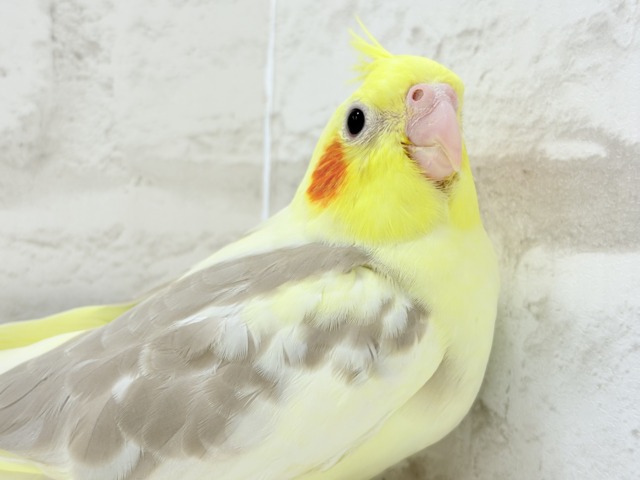 【最新画像更新🪄】ふんわりもちもち♡オカメインコ(シナモンパイド) ヒナ オカメインコ