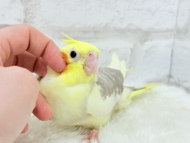 【最新画像更新🪄】ふんわりもちもち♡オカメインコ(シナモンパイド) ヒナ オカメインコ