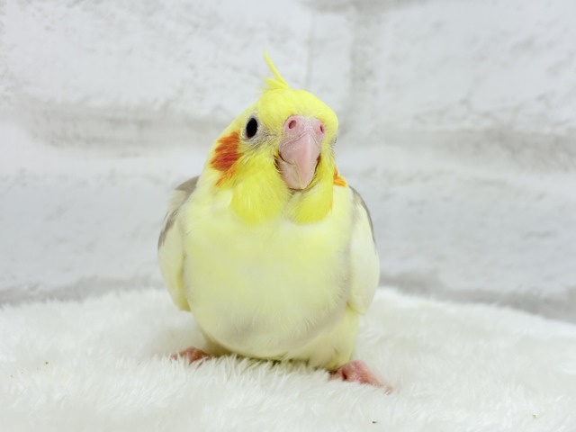 【最新画像更新🪄】ふんわりもちもち♡オカメインコ(シナモンパイド) ヒナ オカメインコ