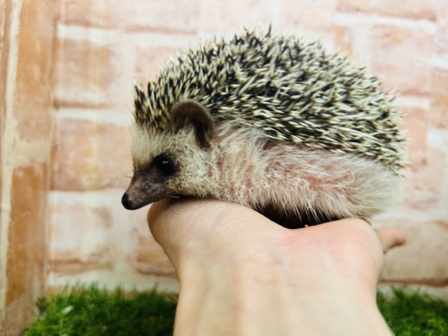 もちもちハリネズミの”ブーちゃん”がやってきましたー(*’▽’)💗💗💗 ヨツユビハリネズミ