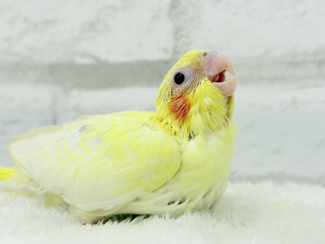 黄色の模様がトレードマーク🐣🌼オカメインコ(ルチノーパール) ヒナ オカメインコ