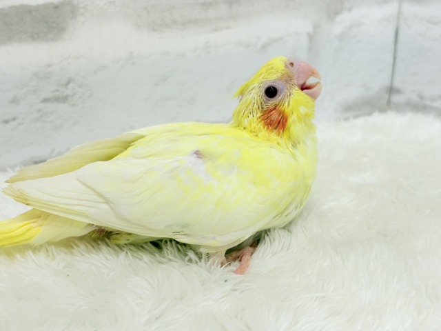 黄色の模様がトレードマーク🐣🌼オカメインコ(ルチノーパール) ヒナ オカメインコ