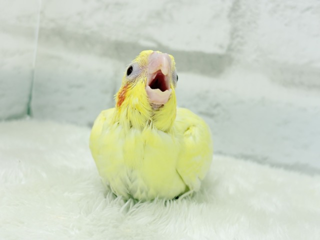 黄色の模様がトレードマーク🐣🌼オカメインコ(ルチノーパール) ヒナ オカメインコ