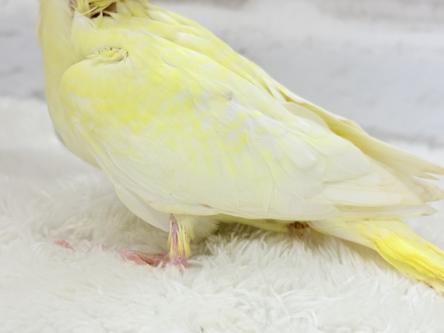 黄色の模様がトレードマーク🐣🌼オカメインコ(ルチノーパール) ヒナ オカメインコ