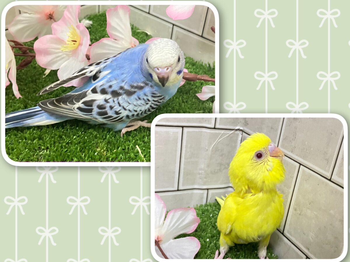 わちゃわちゃ満開❕いっぱい登場✨セキセイインコ(いろいろ/2026年4月生まれ) セキセイインコ