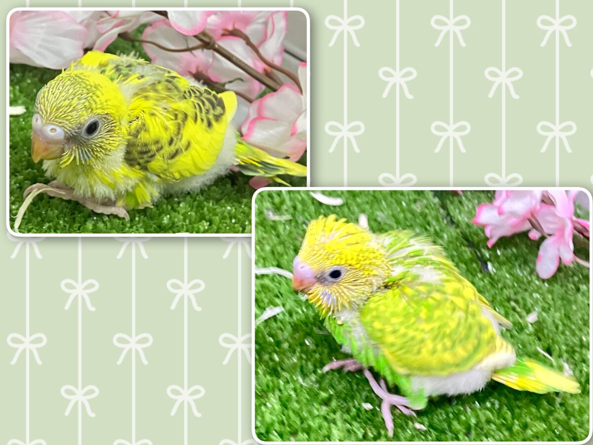 わちゃわちゃ満開❕いっぱい登場✨セキセイインコ(いろいろ/2026年4月生まれ) セキセイインコ