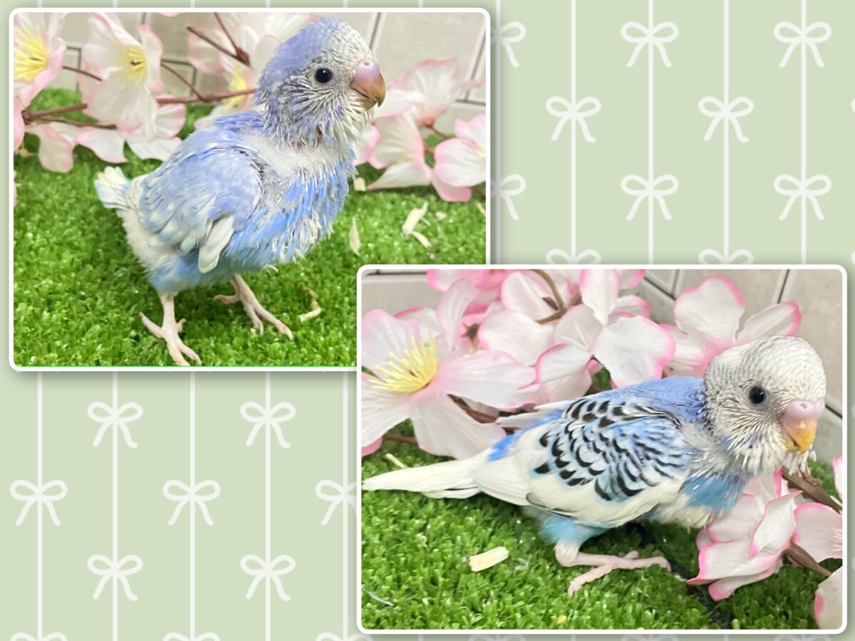 わちゃわちゃ満開❕いっぱい登場✨セキセイインコ(いろいろ/2026年4月生まれ) セキセイインコ