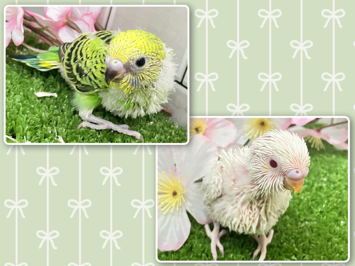 わちゃわちゃ満開❕いっぱい登場✨セキセイインコ(いろいろ/2026年4月生まれ) セキセイインコ