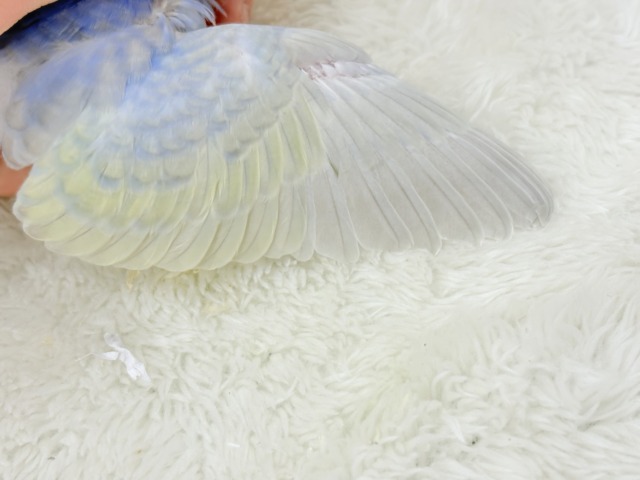 【最新画像更新🪄】幸せ詰まったぷっくりソノウ🐣🌾セキセイインコ(パステルレインボー) ヒナ セキセイインコ