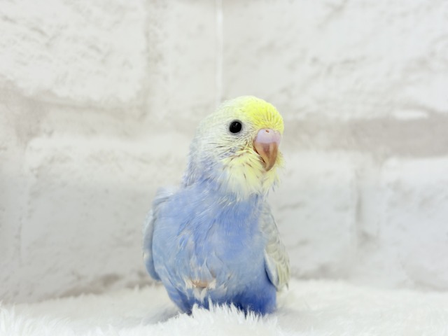 【最新画像更新🪄】幸せ詰まったぷっくりソノウ🐣🌾セキセイインコ(パステルレインボー) ヒナ セキセイインコ