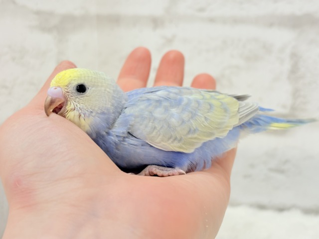 【最新画像更新🪄】幸せ詰まったぷっくりソノウ🐣🌾セキセイインコ(パステルレインボー) ヒナ セキセイインコ