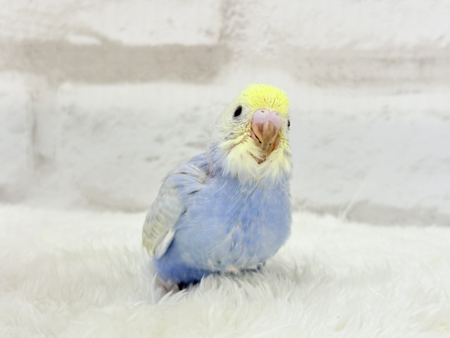 【最新画像更新🪄】幸せ詰まったぷっくりソノウ🐣🌾セキセイインコ(パステルレインボー) ヒナ セキセイインコ