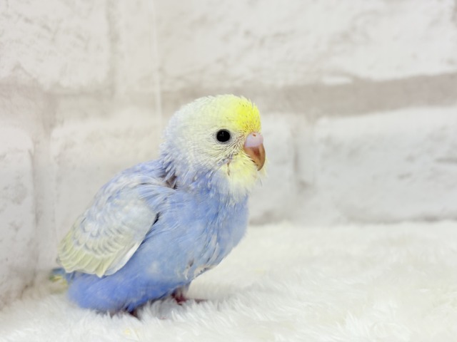 【最新画像更新🪄】幸せ詰まったぷっくりソノウ🐣🌾セキセイインコ(パステルレインボー) ヒナ セキセイインコ