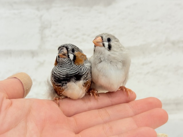 【最新画像更新🪄もうすぐひとり餌☆】食欲旺盛☆ぱやぱやコンビ🐣💖ジャンボキンカチョウ ヒナ ジャンボキンカチョウ