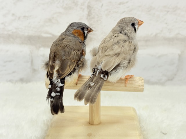 【最新画像更新🪄もうすぐひとり餌☆】食欲旺盛☆ぱやぱやコンビ🐣💖ジャンボキンカチョウ ヒナ ジャンボキンカチョウ