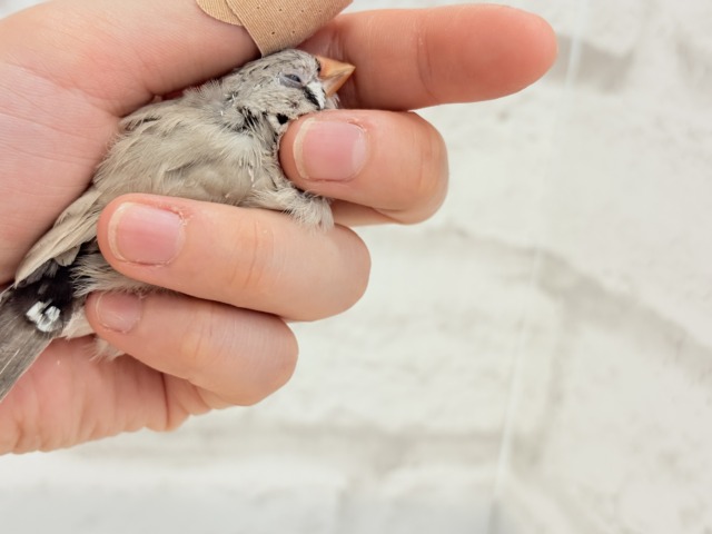 【最新画像更新🪄もうすぐひとり餌☆】食欲旺盛☆ぱやぱやコンビ🐣💖ジャンボキンカチョウ ヒナ ジャンボキンカチョウ