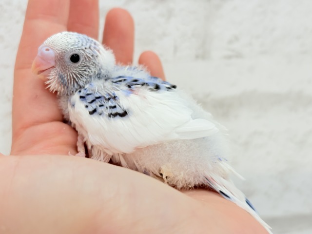 あざとい系代表狙ってます🐣☆セキセイインコ(パイド) ヒナ セキセイインコ