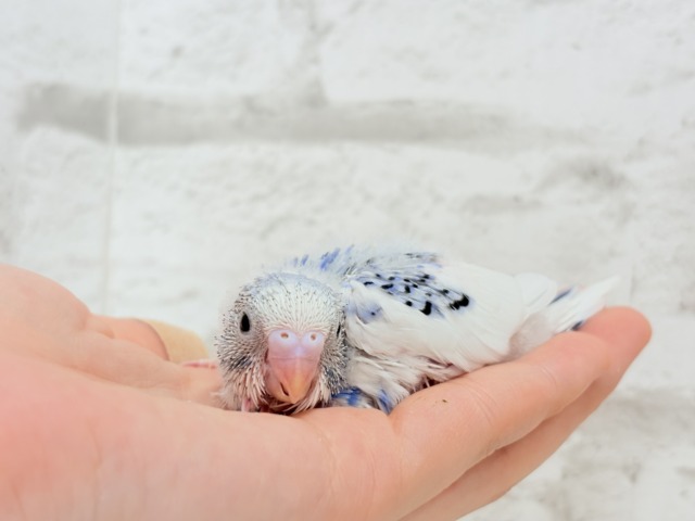 あざとい系代表狙ってます🐣☆セキセイインコ(パイド) ヒナ セキセイインコ