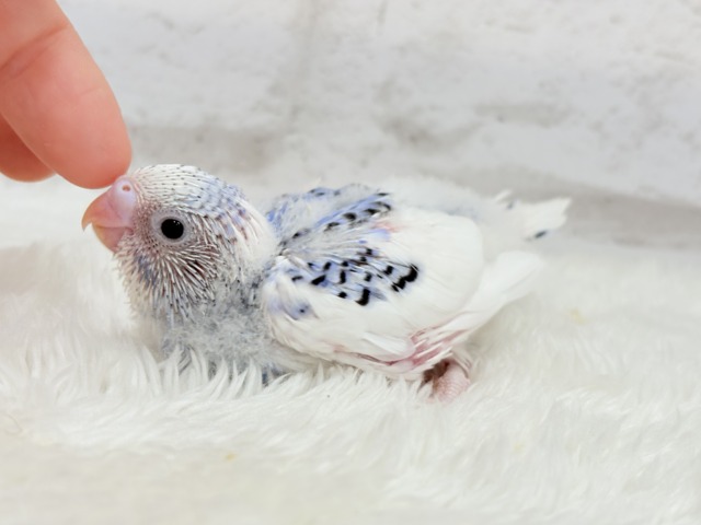 あざとい系代表狙ってます🐣☆セキセイインコ(パイド) ヒナ セキセイインコ