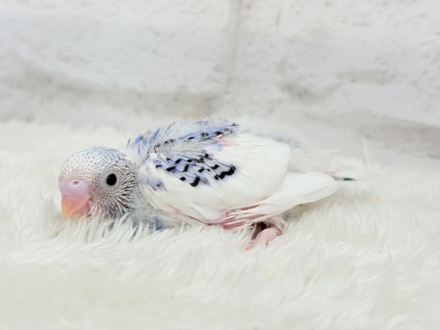 あざとい系代表狙ってます🐣☆セキセイインコ(パイド) ヒナ セキセイインコ