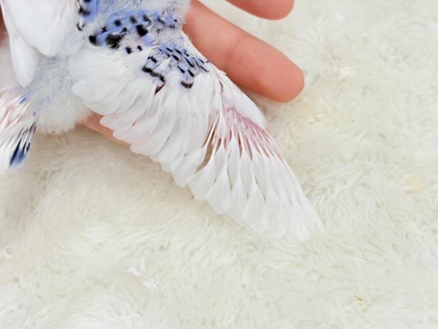 あざとい系代表狙ってます🐣☆セキセイインコ(パイド) ヒナ セキセイインコ