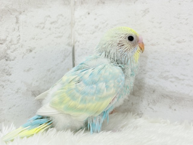 しゅわしゅわ🫧爽やかソーダちゃん🐣🍭セキセイインコ(パステルレインボー) ヒナ セキセイインコ
