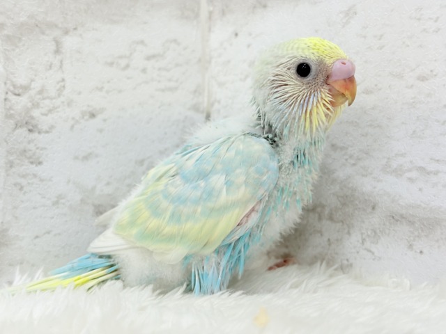 しゅわしゅわ🫧爽やかソーダちゃん🐣🍭セキセイインコ(パステルレインボー) ヒナ セキセイインコ