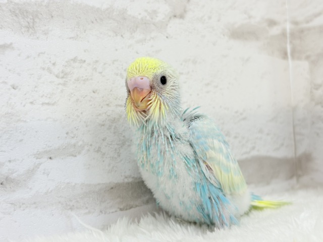 しゅわしゅわ🫧爽やかソーダちゃん🐣🍭セキセイインコ(パステルレインボー) ヒナ セキセイインコ
