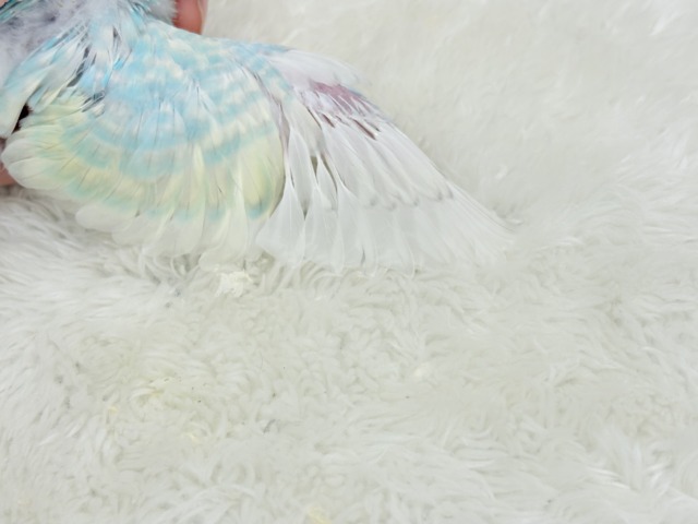 しゅわしゅわ🫧爽やかソーダちゃん🐣🍭セキセイインコ(パステルレインボー) ヒナ セキセイインコ