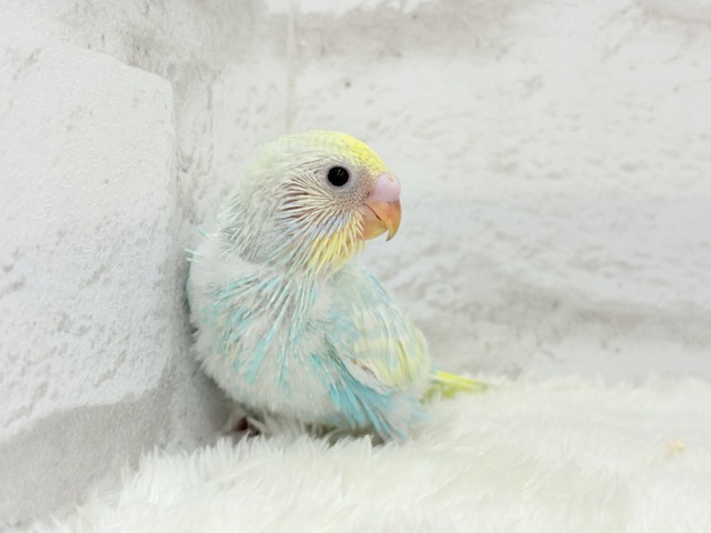 しゅわしゅわ🫧爽やかソーダちゃん🐣🍭セキセイインコ(パステルレインボー) ヒナ セキセイインコ