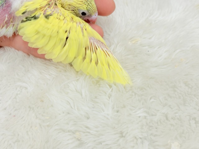 小さなわた毛のヒヨコちゃん🐣💛セキセイインコ(黄色ハルクイン) ヒナ セキセイインコ