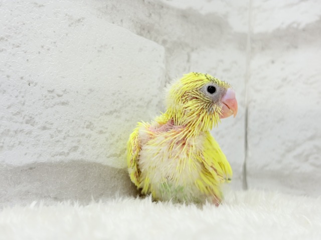小さなわた毛のヒヨコちゃん🐣💛セキセイインコ(黄色ハルクイン) ヒナ セキセイインコ