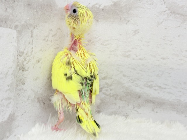 小さなわた毛のヒヨコちゃん🐣💛セキセイインコ(黄色ハルクイン) ヒナ セキセイインコ