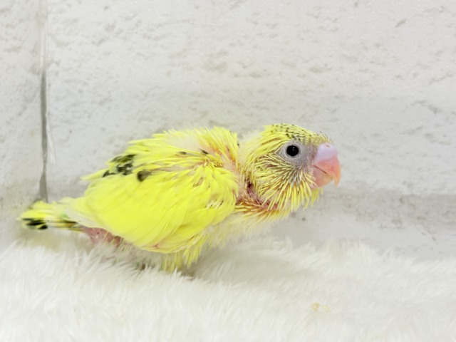 小さなわた毛のヒヨコちゃん🐣💛セキセイインコ(黄色ハルクイン) ヒナ セキセイインコ