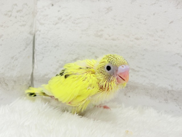小さなわた毛のヒヨコちゃん🐣💛セキセイインコ(黄色ハルクイン) ヒナ セキセイインコ