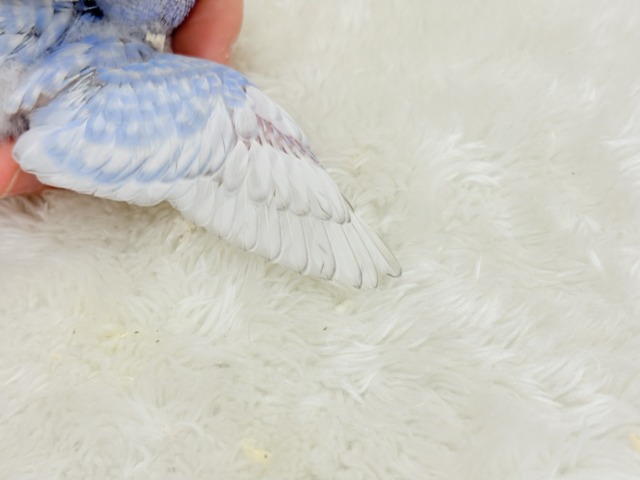 【最新画像更新🪄】ハレノヒの爽やかな青空カラー🐣🫧セキセイインコ(スパングル) ヒナ セキセイインコ