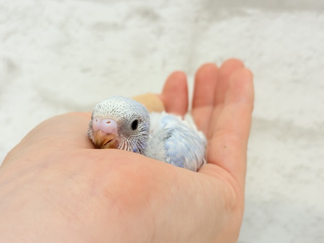 【最新画像更新🪄】ハレノヒの爽やかな青空カラー🐣🫧セキセイインコ(スパングル) ヒナ セキセイインコ