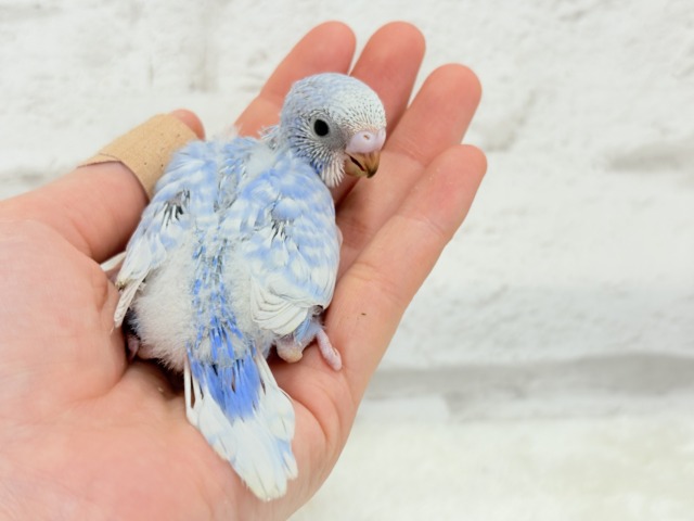 【最新画像更新🪄】ハレノヒの爽やかな青空カラー🐣🫧セキセイインコ(スパングル) ヒナ セキセイインコ