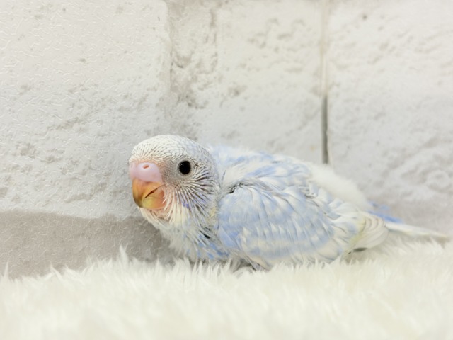 【最新画像更新🪄】ハレノヒの爽やかな青空カラー🐣🫧セキセイインコ(スパングル) ヒナ セキセイインコ