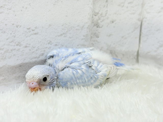 【最新画像更新🪄】ハレノヒの爽やかな青空カラー🐣🫧セキセイインコ(スパングル) ヒナ セキセイインコ