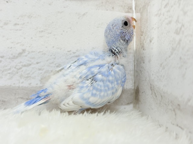 【最新画像更新🪄】ハレノヒの爽やかな青空カラー🐣🫧セキセイインコ(スパングル) ヒナ セキセイインコ