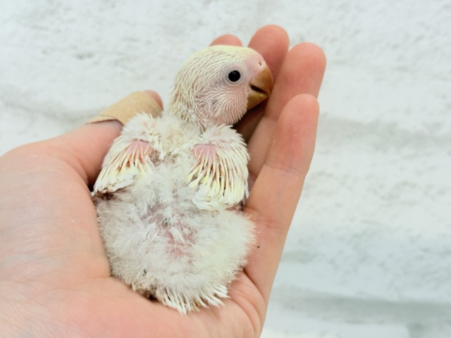 ふんわりミルクたっぷりめ🐣🍼コザクラインコ(クリームルチノー) ヒナ コザクラインコ(小桜インコ)