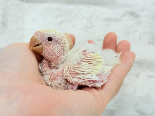 ふんわりミルクたっぷりめ🐣🍼コザクラインコ(クリームルチノー) ヒナ コザクラインコ(小桜インコ)