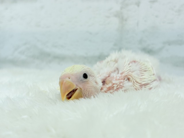 ふんわりミルクたっぷりめ🐣🍼コザクラインコ(クリームルチノー) ヒナ コザクラインコ(小桜インコ)
