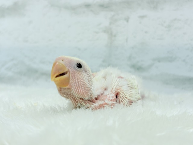 ふんわりミルクたっぷりめ🐣🍼コザクラインコ(クリームルチノー) ヒナ コザクラインコ(小桜インコ)