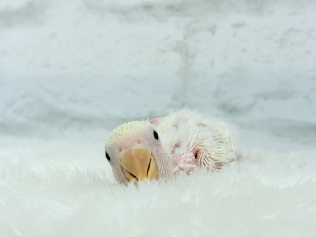 ふんわりミルクたっぷりめ🐣🍼コザクラインコ(クリームルチノー) ヒナ コザクラインコ(小桜インコ)