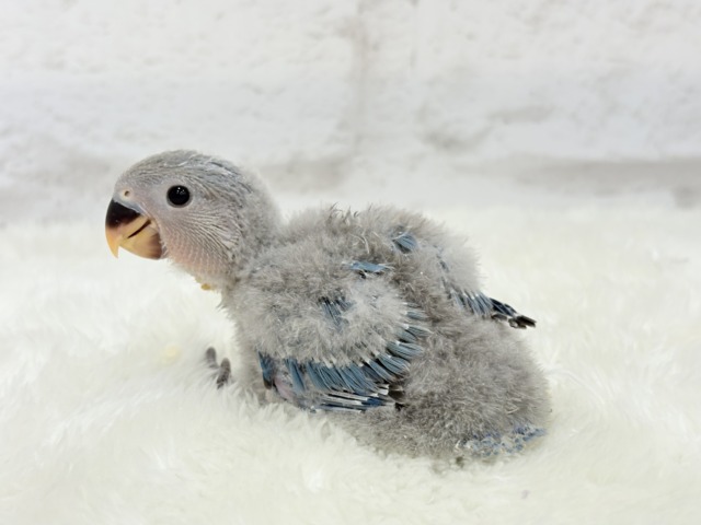 わた毛からチラリ深海ブルー🐣🌊コザクラインコ(ブルー) ヒナ コザクラインコ(小桜インコ)